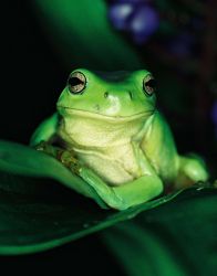 124-Chlorohyla gracilenta